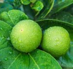 Bergamotka (Bergamot Oil) - naravno eterično olje, 10ml - slika 2