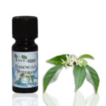 Petitgrain (Petitgrain Oil) - naravno eterično olje, 10ml