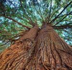 Himalajska cedra (Cedar Wood Oil) - naravno eterično olje, 10ml - slika 2