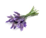 Sivka (Lavender Oil) - naravno eterično olje, 10ml - slika 2