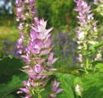 Muškatna kadulja (Clary Sage Oil) - naravno eterično olje, 10ml - slika 2